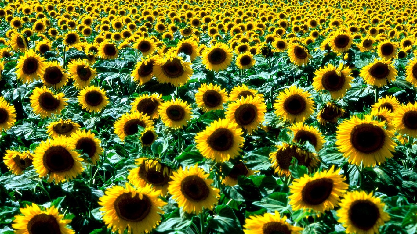 樹木植物 壁紙(五) #4 - 1366x768