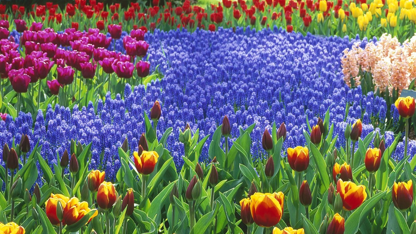 樹木植物 壁紙(五) #14 - 1366x768