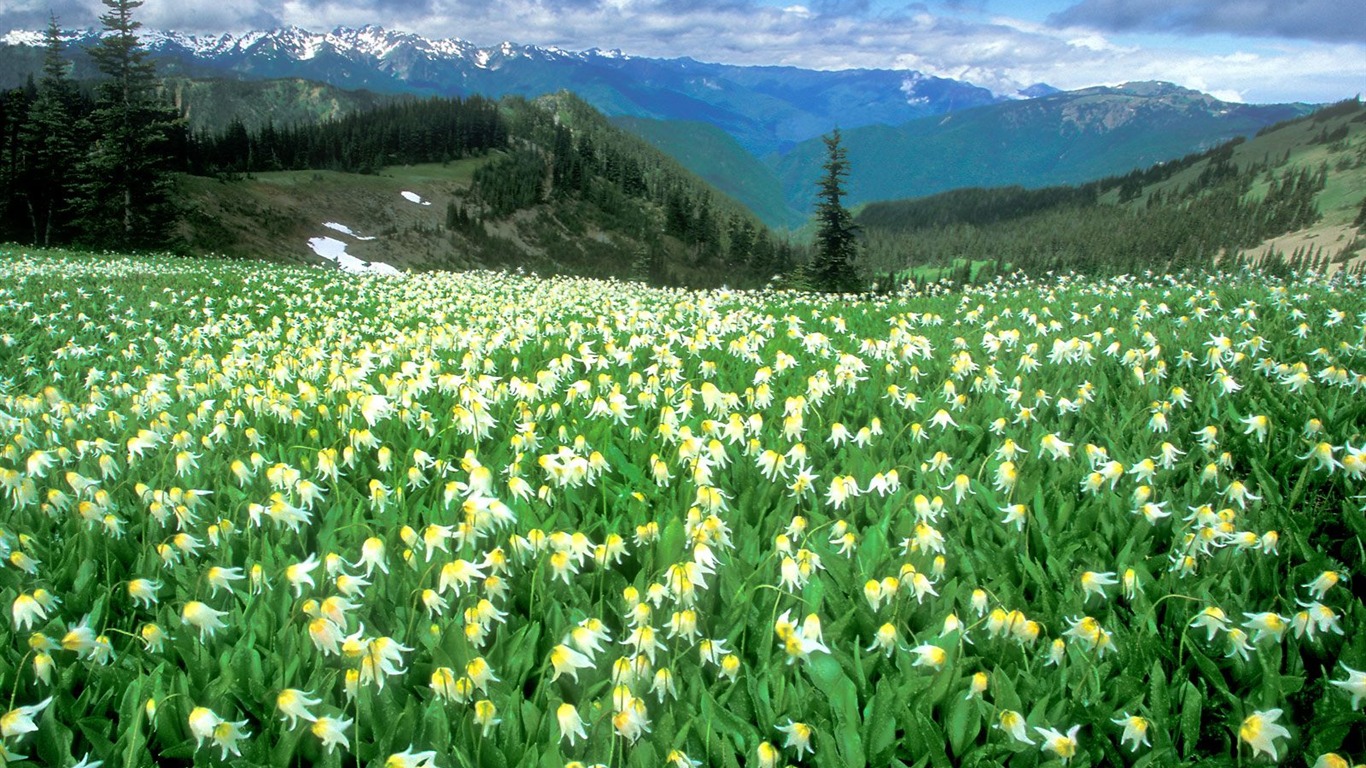 Plant trees wallpaper (6) #5 - 1366x768