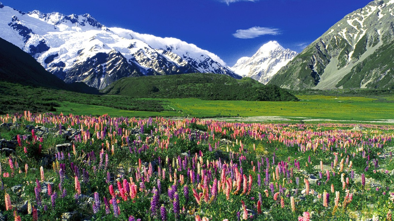 Zasadit stromy, tapety (6) #6 - 1366x768