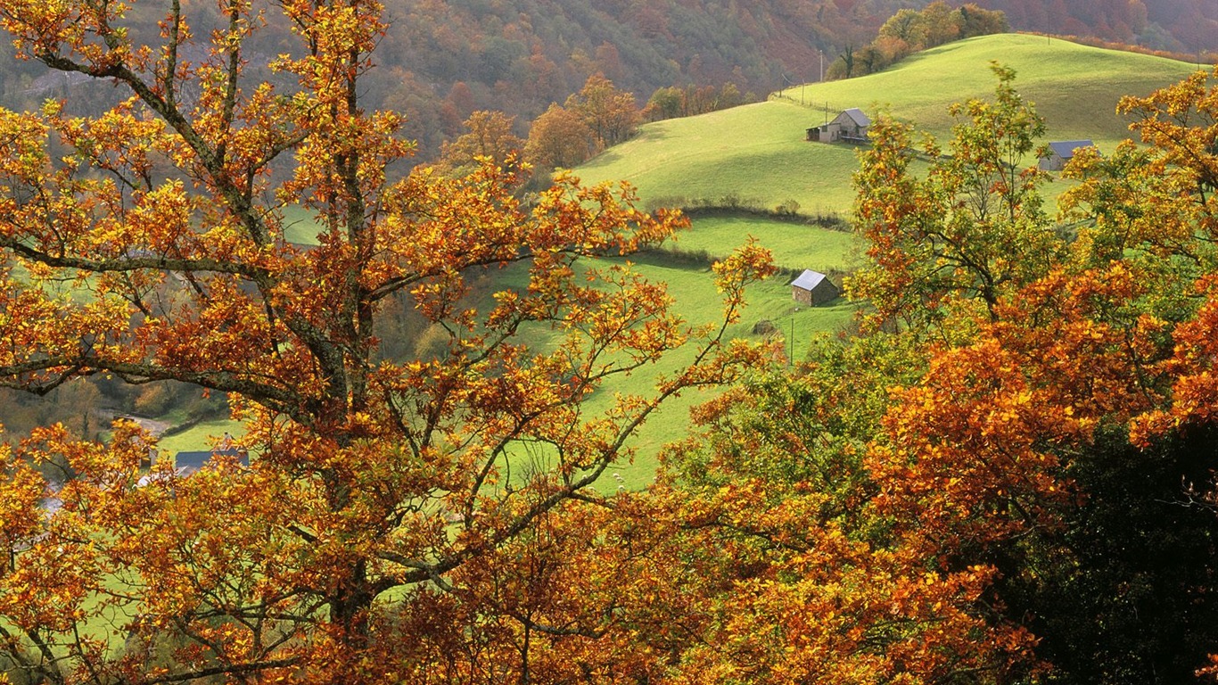 Zasadit stromy, tapety (6) #10 - 1366x768
