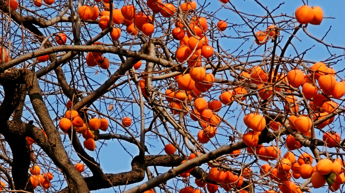 Fotografía de paisaje (2) (Li trabaja Shanquan) #3 - 1366x768