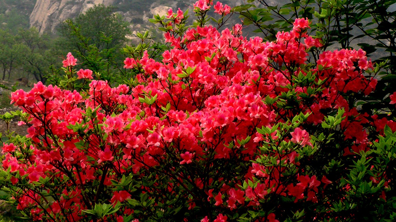 Fotografía de paisaje (2) (Li trabaja Shanquan) #7 - 1366x768