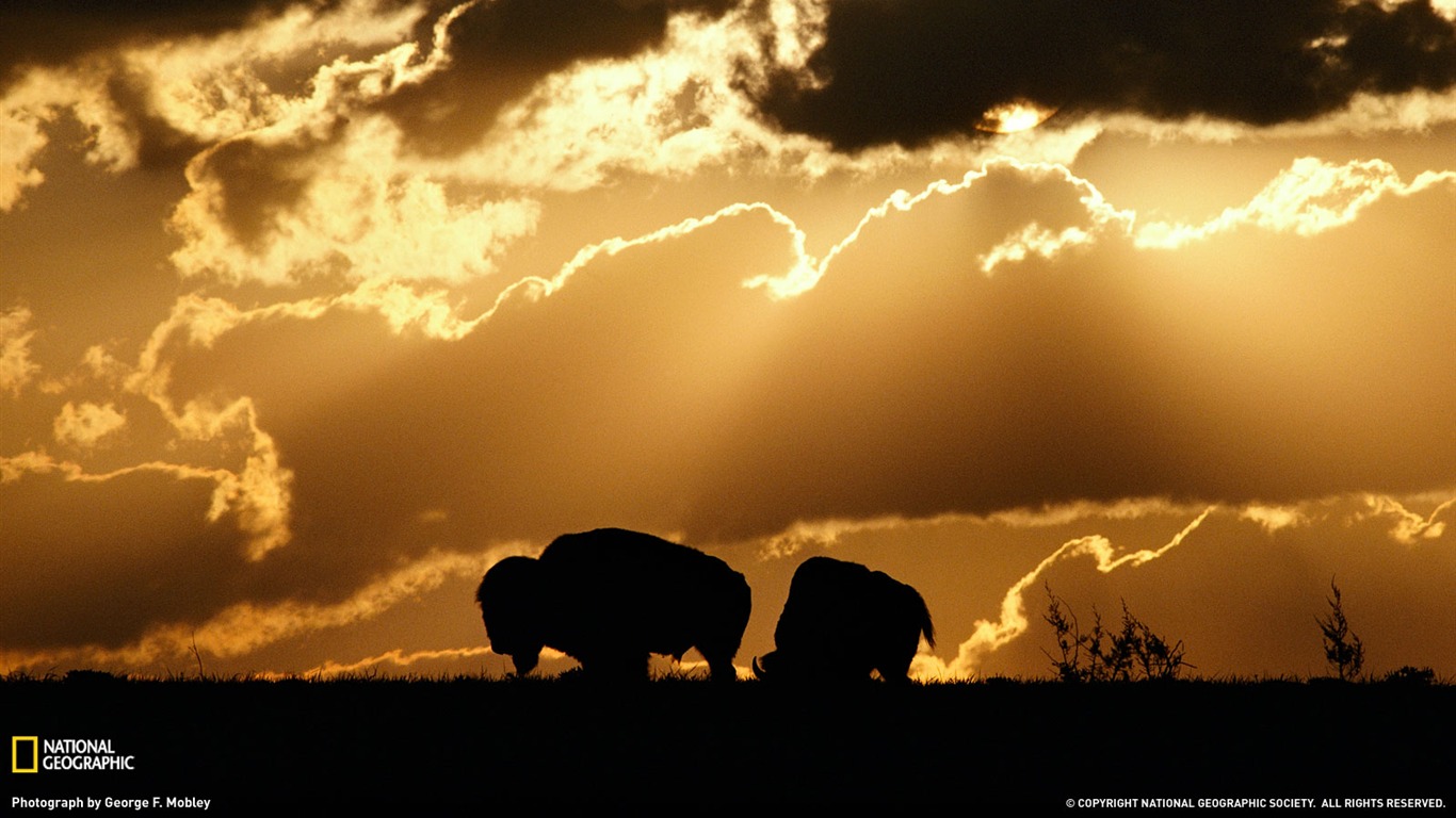 National Geographic album papier peint des animaux (1) #7 - 1366x768