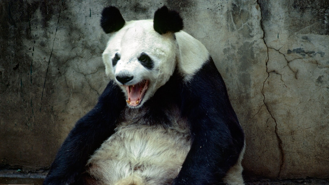 國家地理 動物壁紙專輯(一) #8 - 1366x768