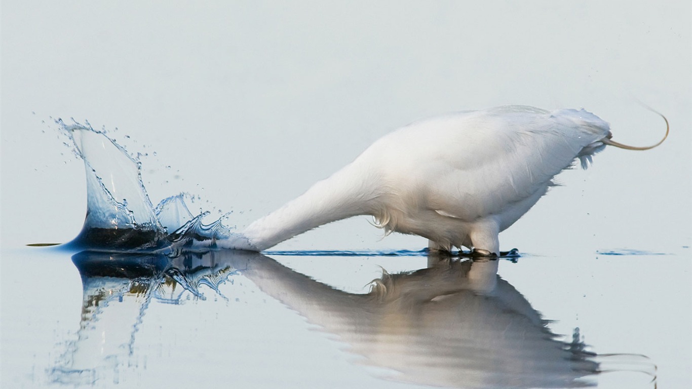 National Geographic zvířecí tapety album (1) #17 - 1366x768