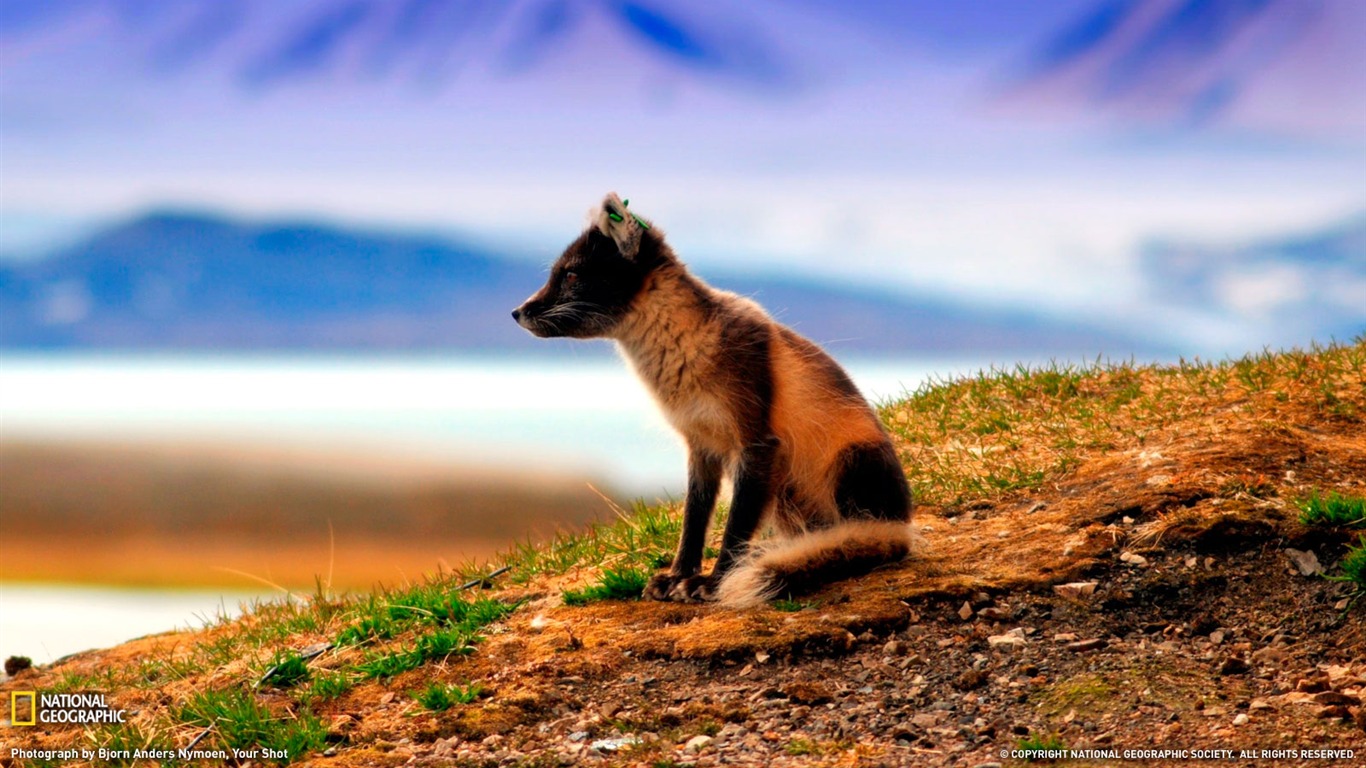 National Geographic animal wallpaper album (2) #1 - 1366x768