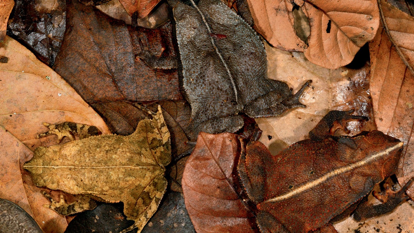 National Geographic zvířecí tapety album (2) #3 - 1366x768