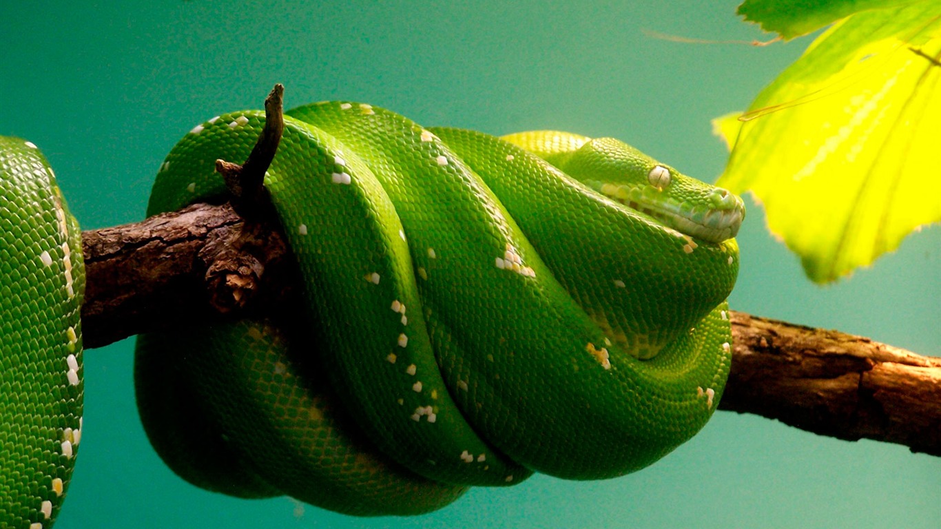 National Geographic zvířecí tapety album (2) #12 - 1366x768