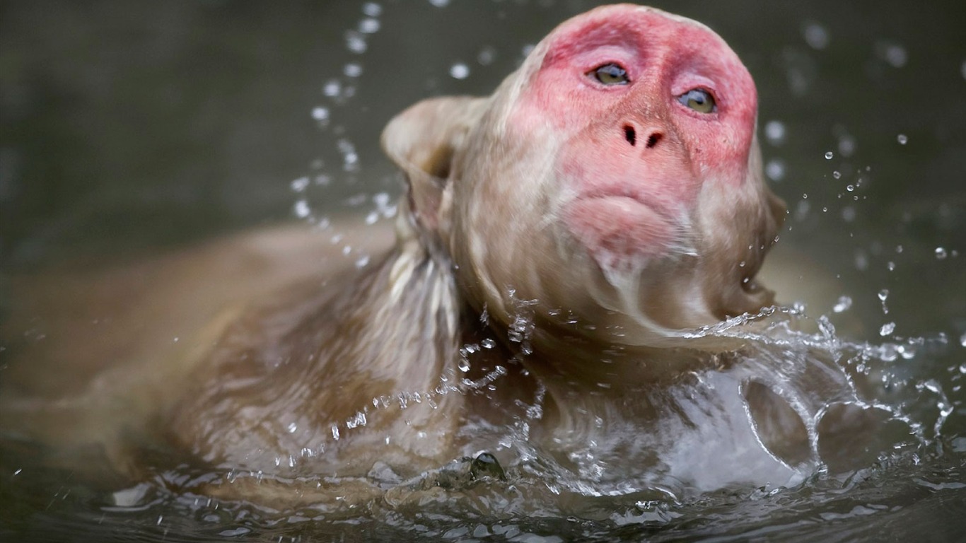 National Geographic animal wallpaper album (2) #13 - 1366x768