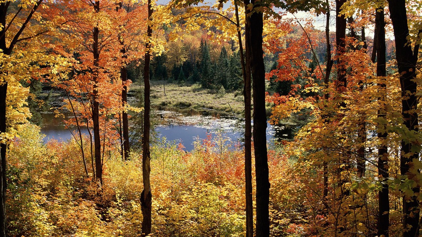 Zasadit stromy, tapety (7) #5 - 1366x768