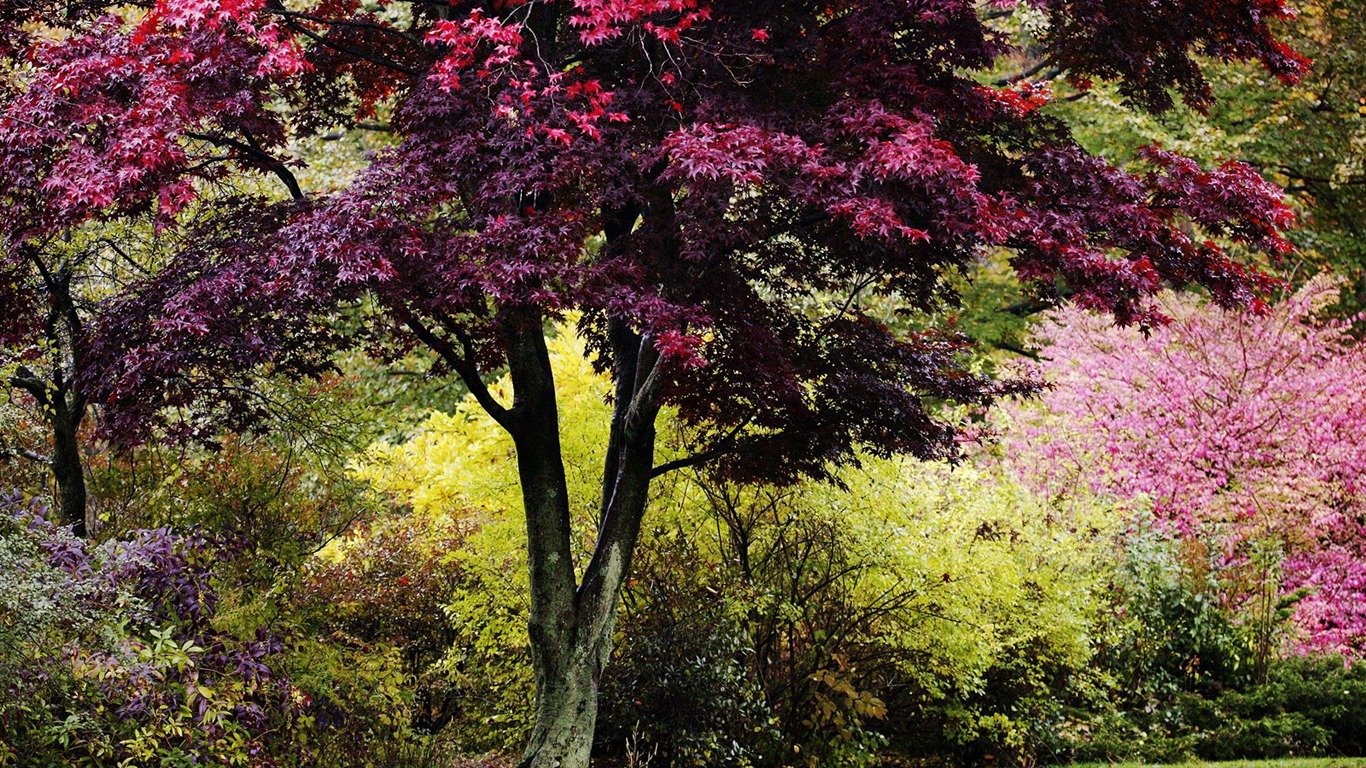 Zasadit stromy, tapety (7) #6 - 1366x768