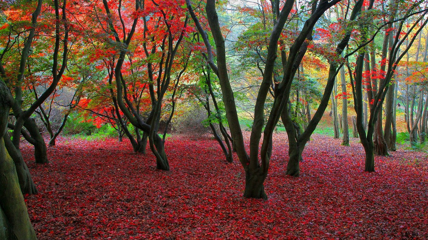 樹木植物 壁紙(七) #8 - 1366x768