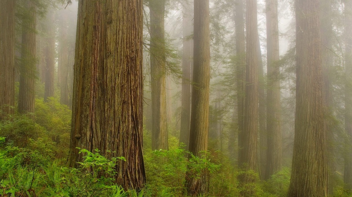 Plant trees wallpaper (7) #15 - 1366x768