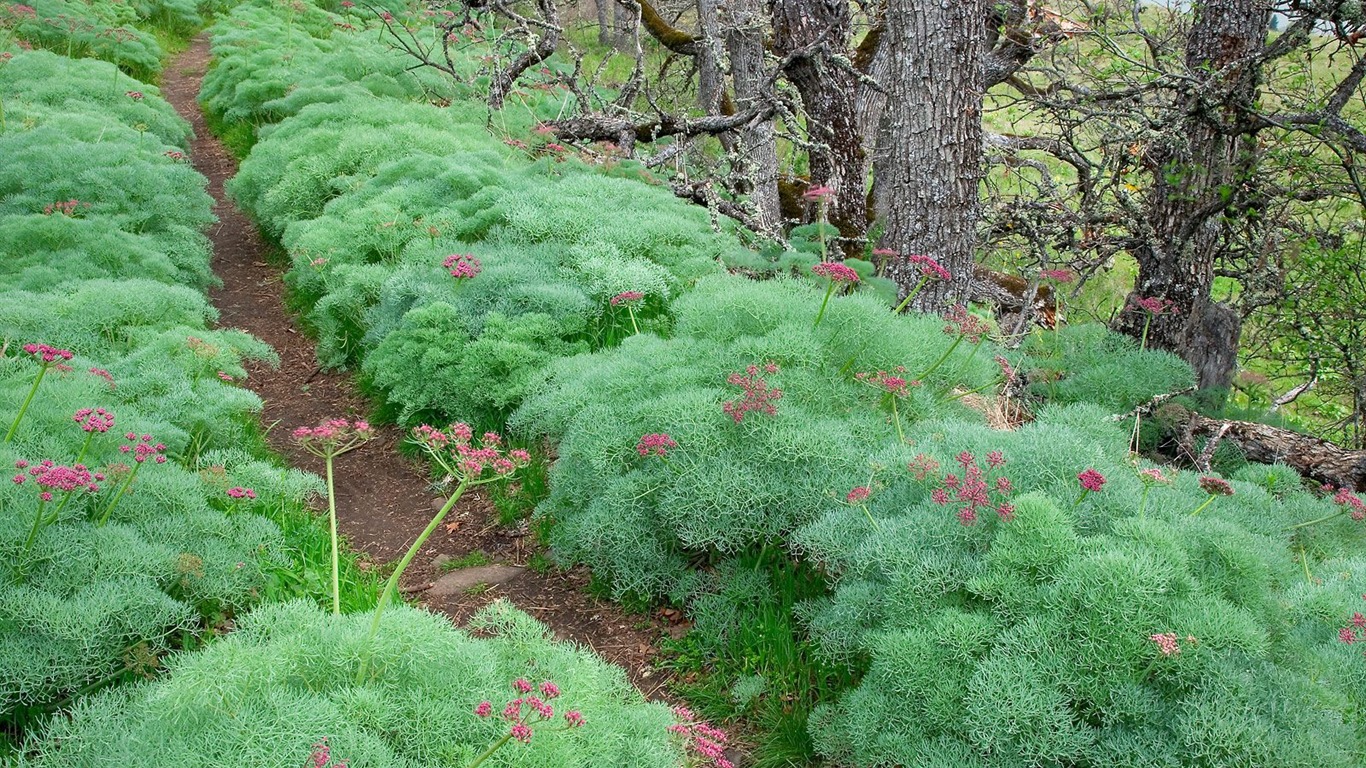 樹木植物 壁紙(七) #19 - 1366x768