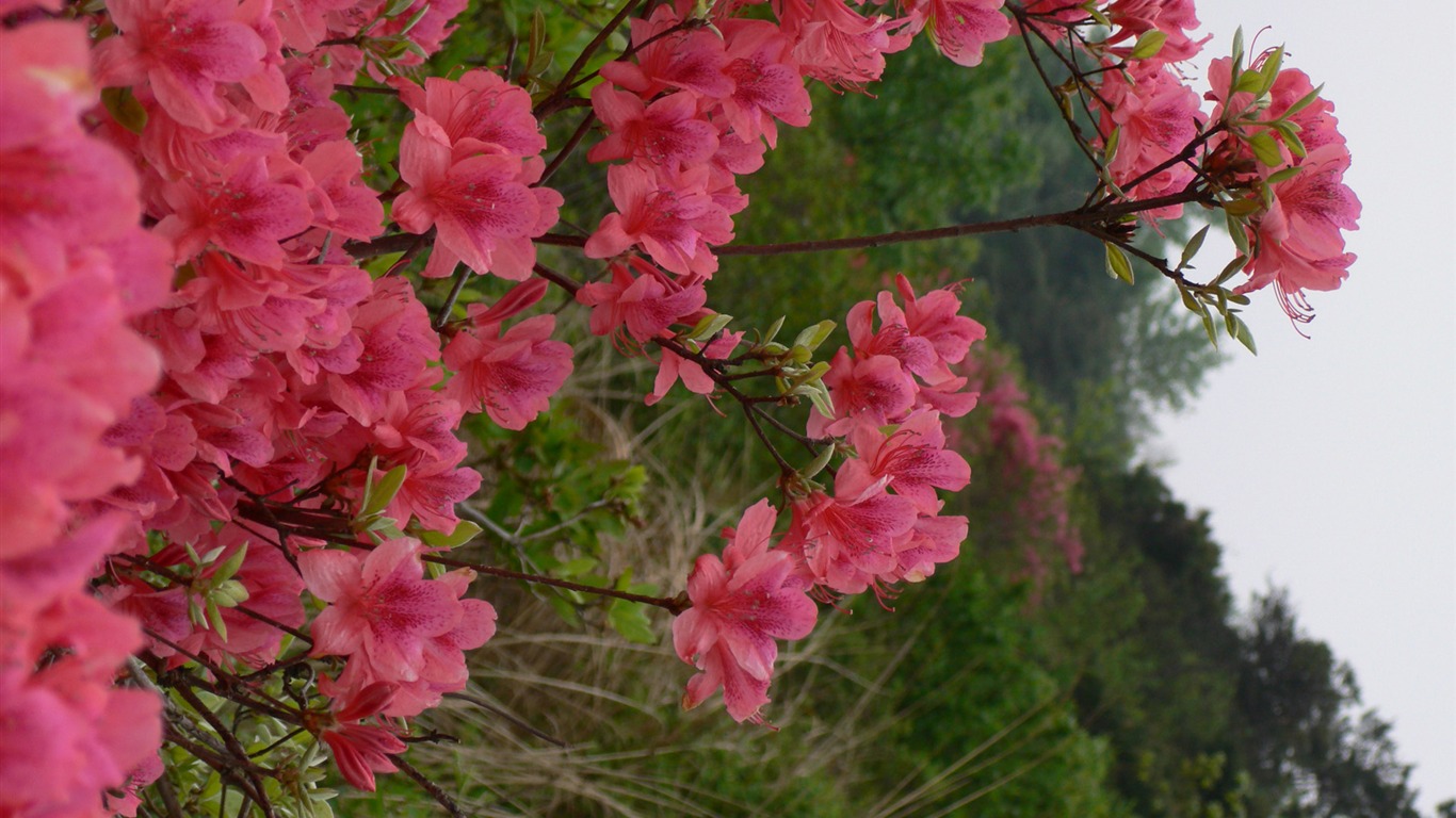 Landscape photography (3) (Li Shanquan works) #11 - 1366x768