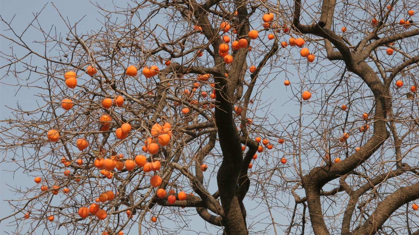 Fotografování krajiny (3) (Li Shanquan práce) #14 - 1366x768