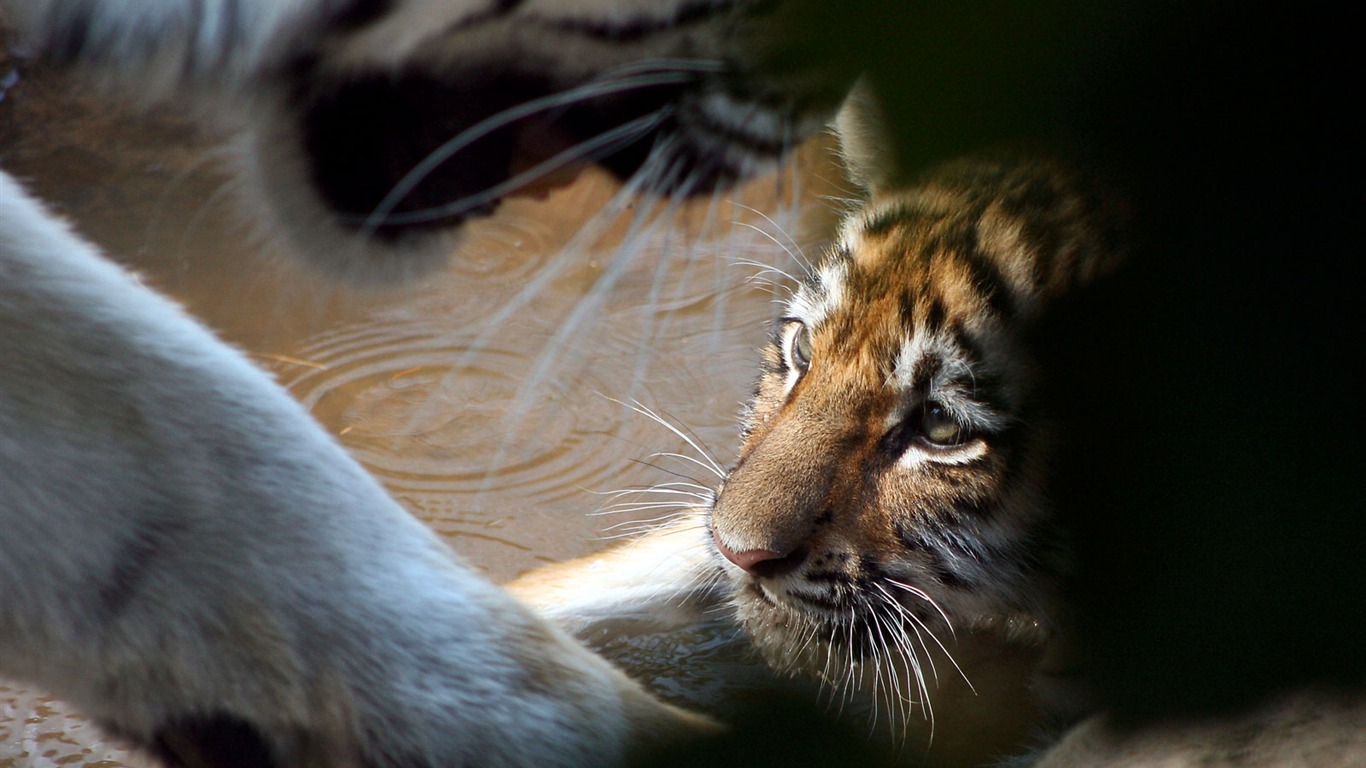 國家地理 動物壁紙專輯(三) #4 - 1366x768