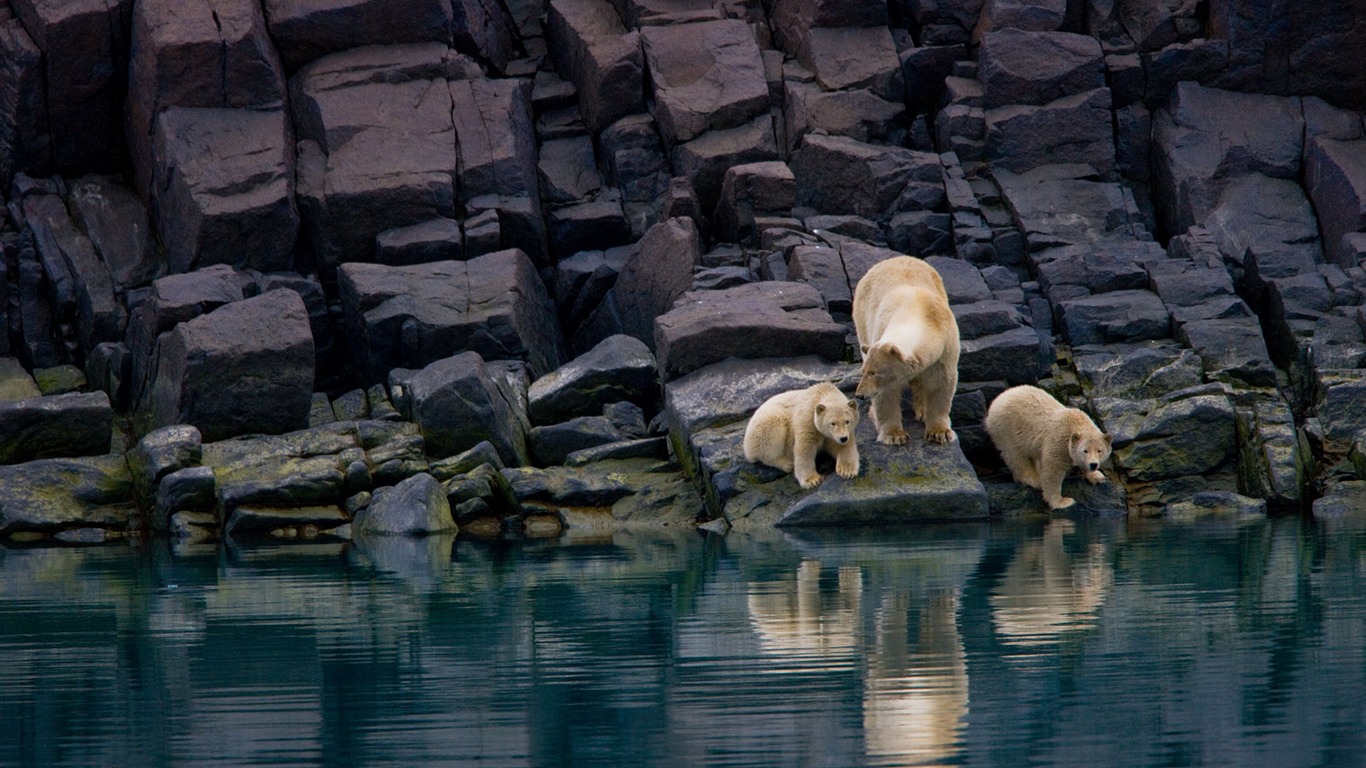 National Geographic zvířecí tapety album (3) #14 - 1366x768