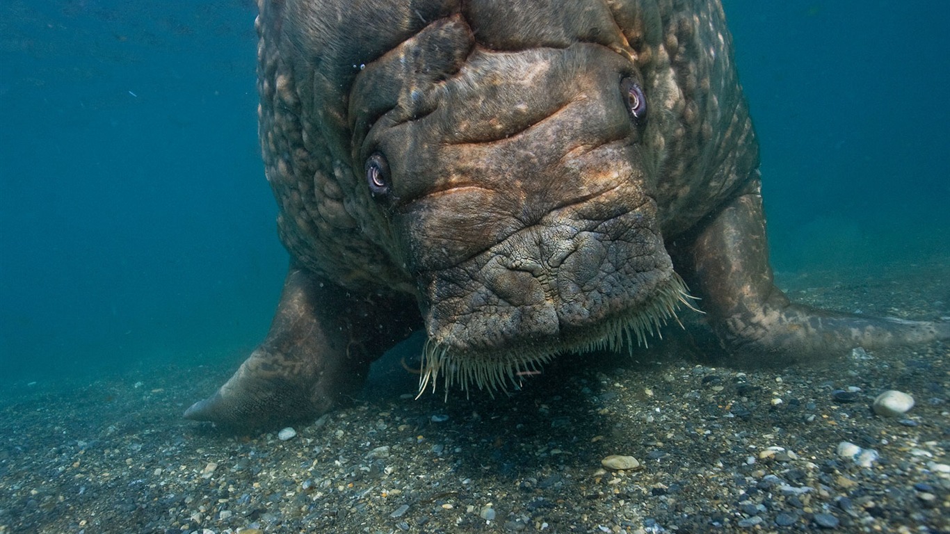 National Geographic animal wallpaper album (3) #15 - 1366x768
