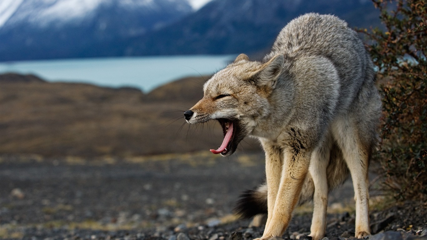 Nacional Geographic animales fondos de escritorio de disco (3) #20 - 1366x768