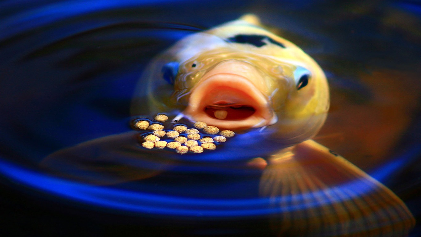 National Geographic animal wallpaper album (4) #1 - 1366x768