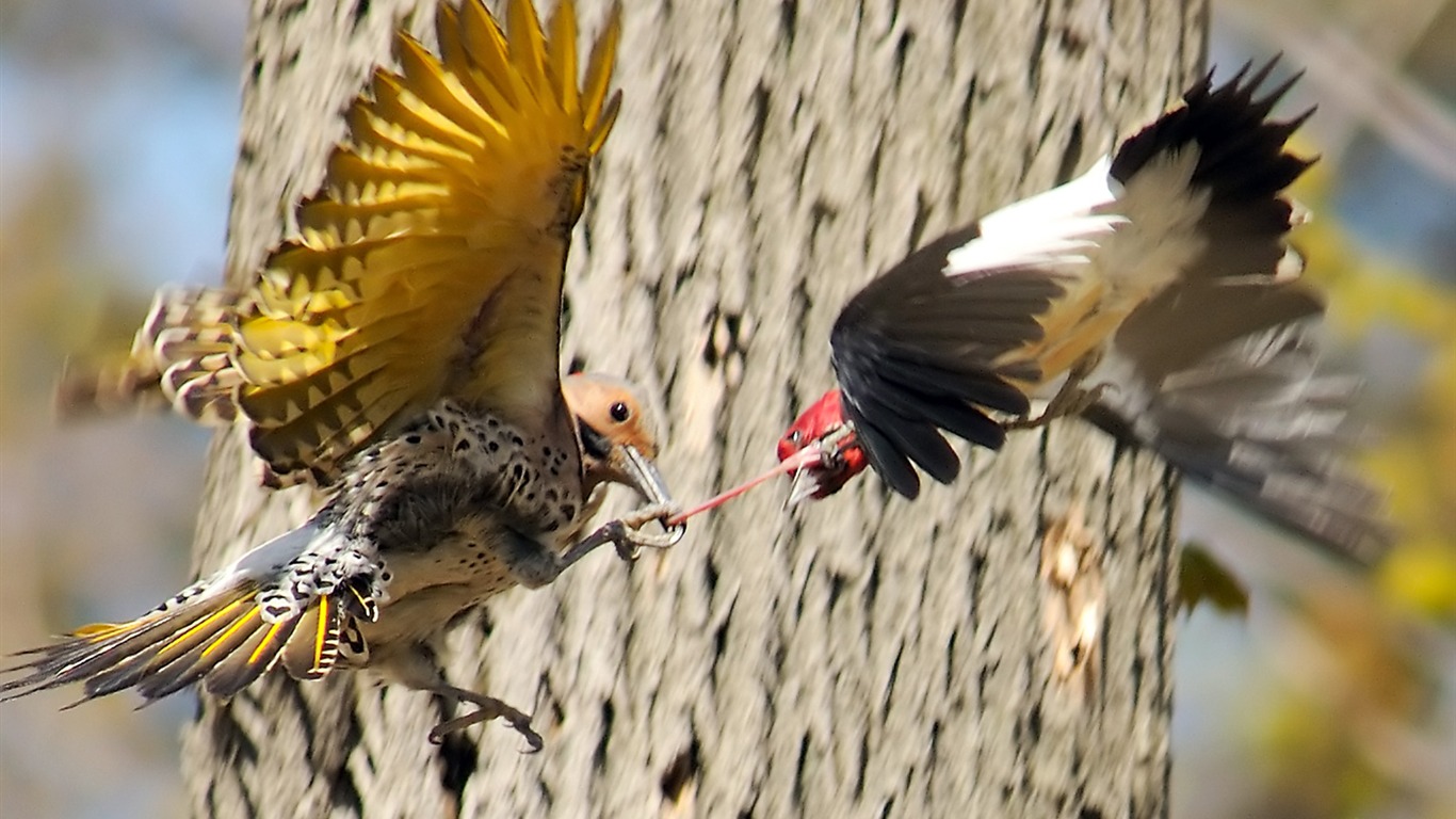National Geographic animal wallpaper album (4) #9 - 1366x768