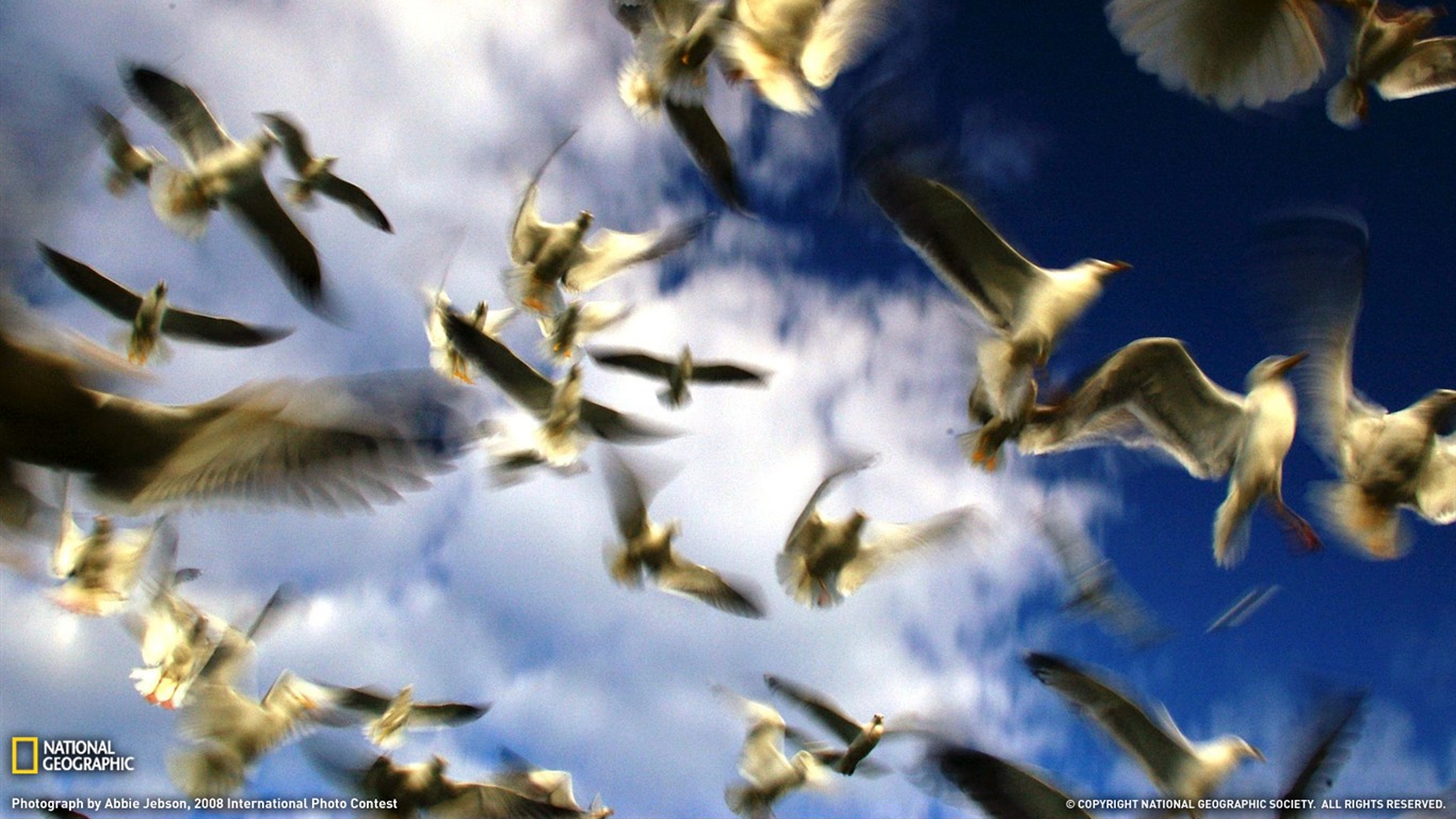 National Geographic zvířecí tapety album (4) #10 - 1366x768