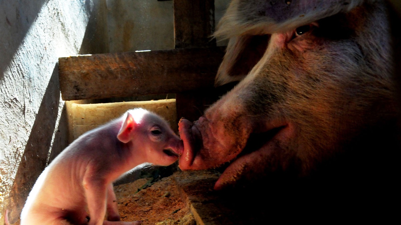 National Geographic animal wallpaper album (4) #12 - 1366x768