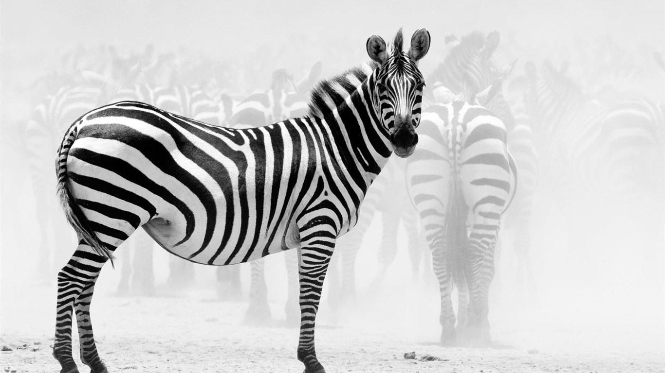 National Geographic zvířecí tapety album (4) #16 - 1366x768
