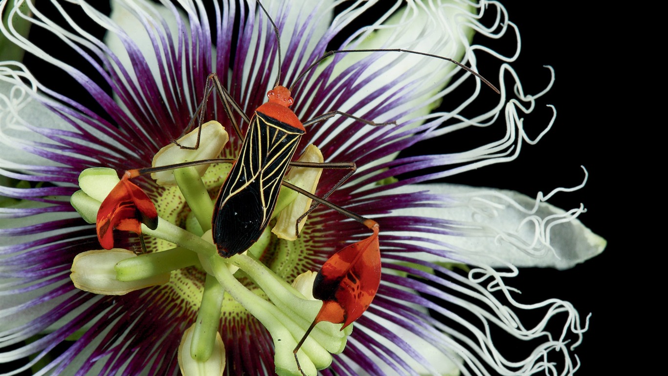 National Geographic zvířecí tapety album (4) #18 - 1366x768
