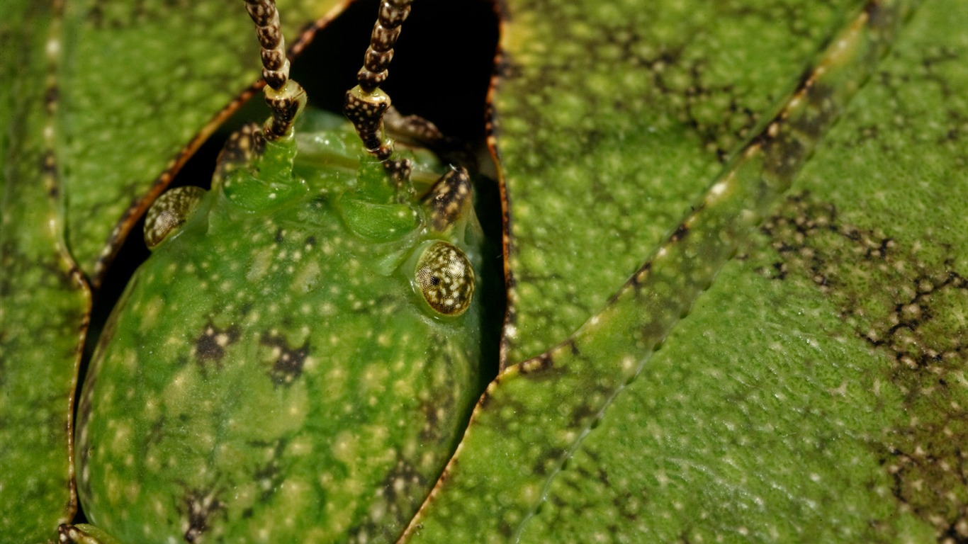 National Geographic zvířecí tapety album (4) #20 - 1366x768