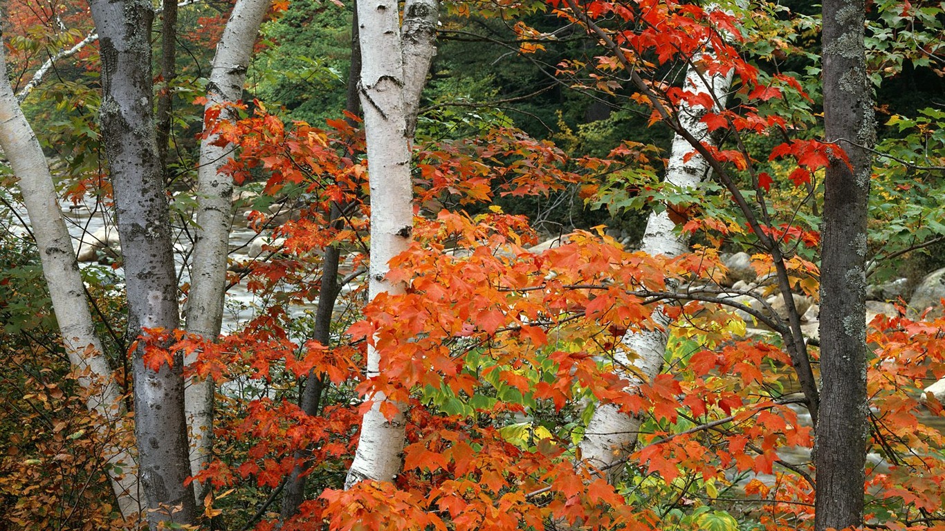 樹木植物 壁紙(八) #13 - 1366x768