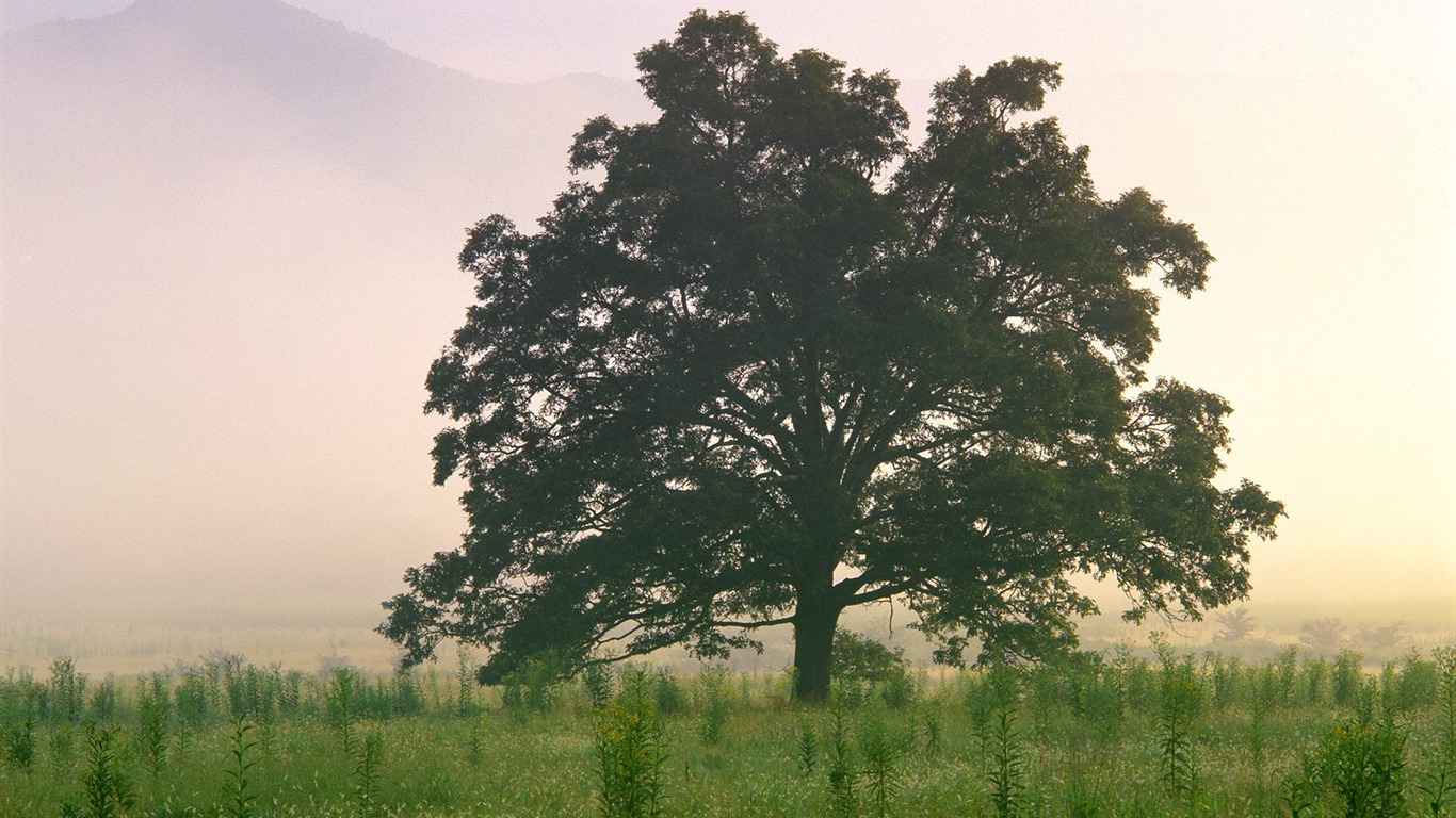 Plant trees wallpaper (8) #14 - 1366x768