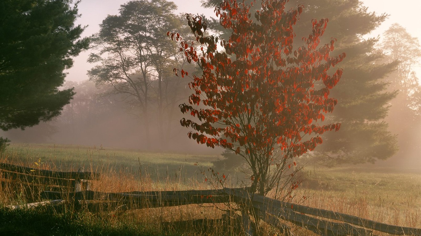 Zasadit stromy, tapety (8) #15 - 1366x768