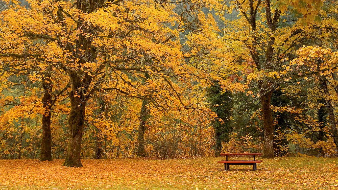 Zasadit stromy, tapety (8) #16 - 1366x768