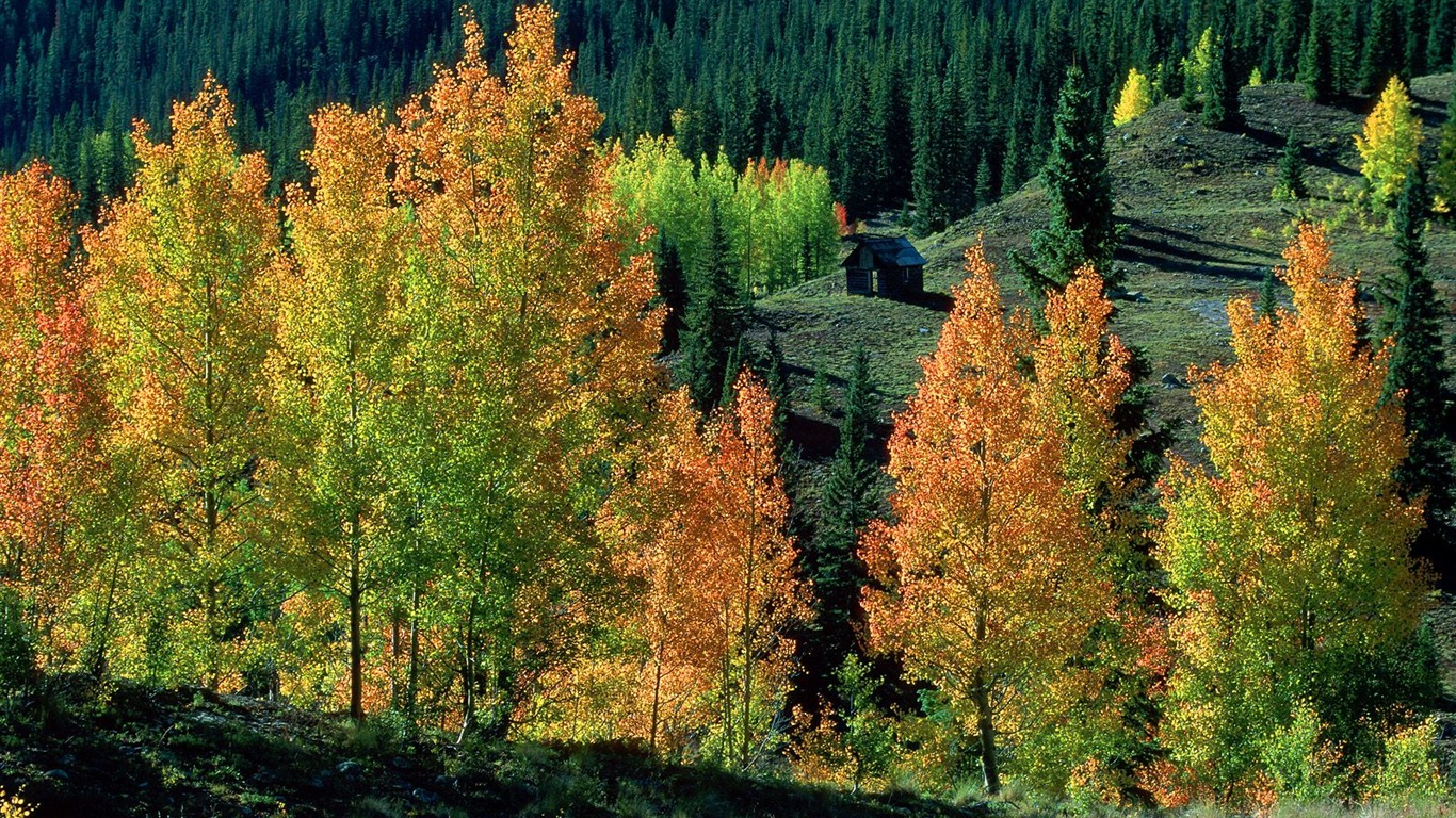 Zasadit stromy, tapety (8) #18 - 1366x768