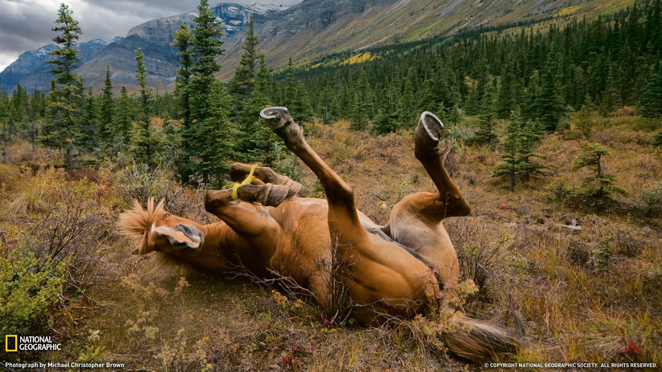 National Geographic album papier peint des animaux (5) #2 - 1366x768