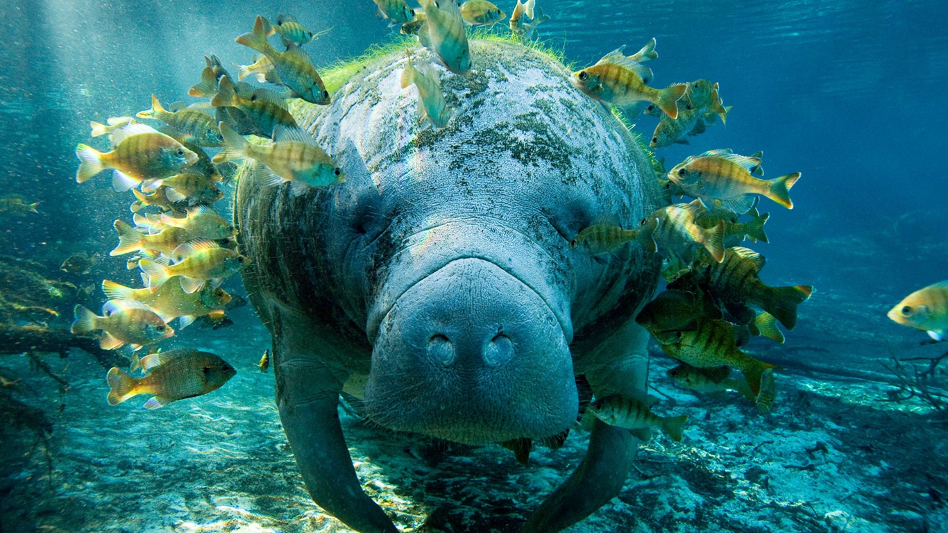 National Geographic animal wallpaper album (5) #13 - 1366x768