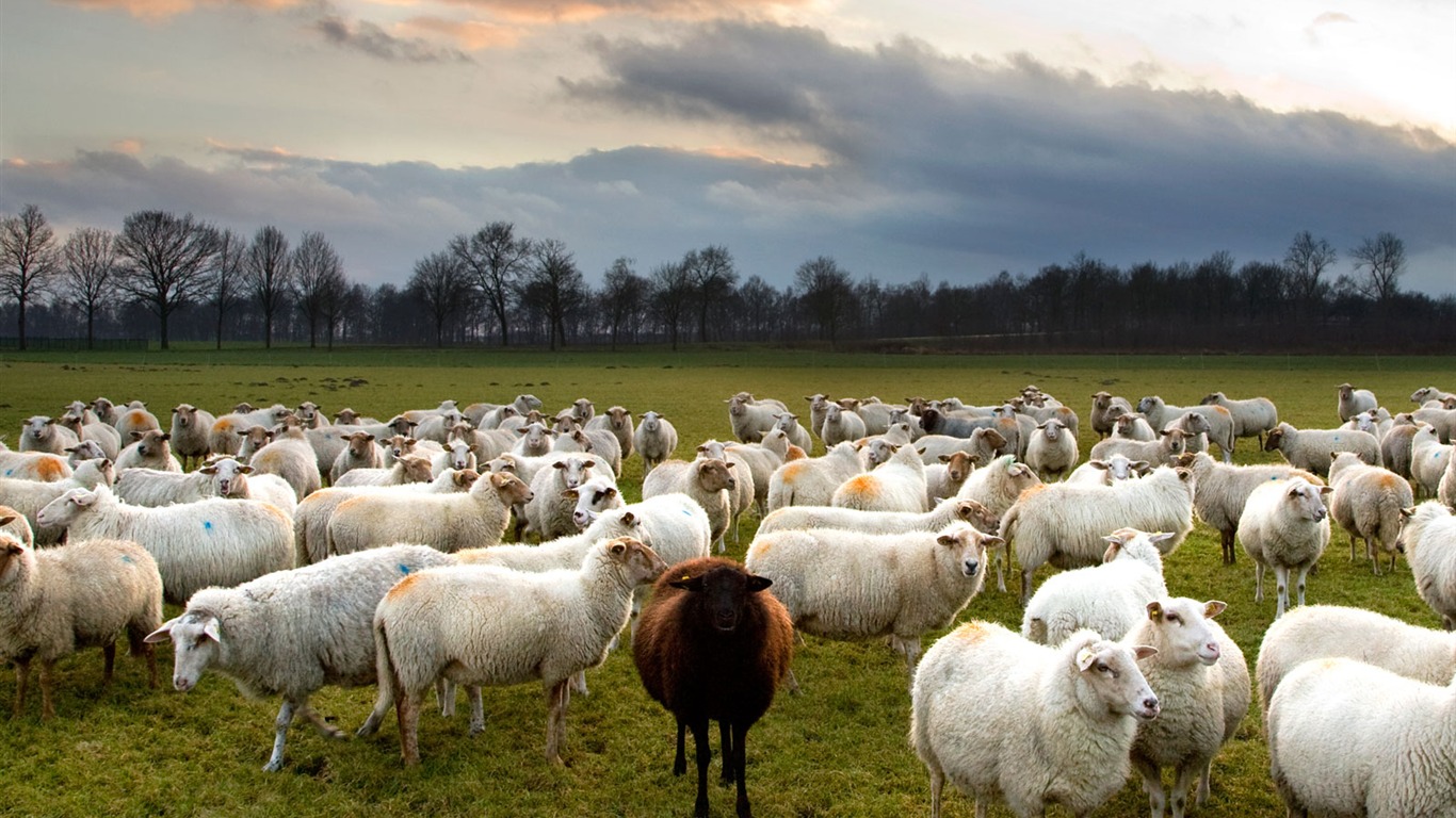 National Geographic animal wallpaper album (5) #18 - 1366x768