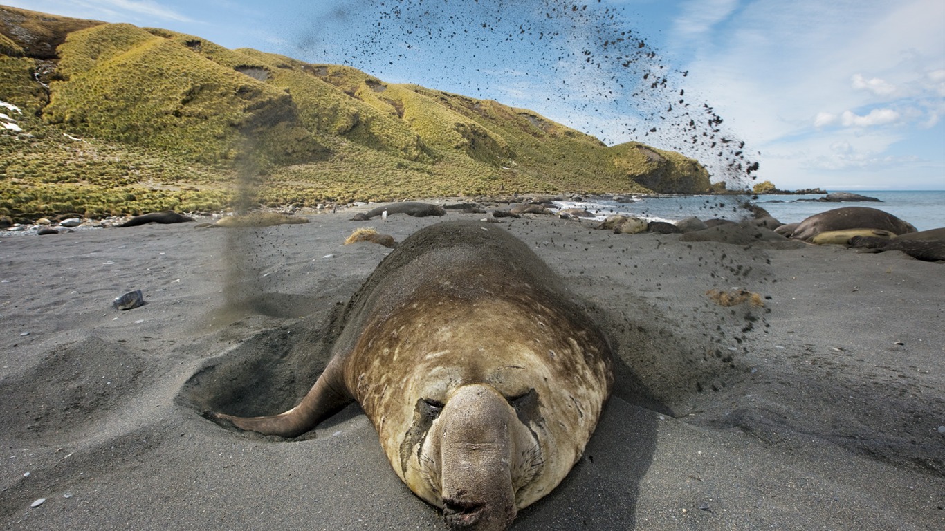 National Geographic zvířecí tapety album (6) #2 - 1366x768