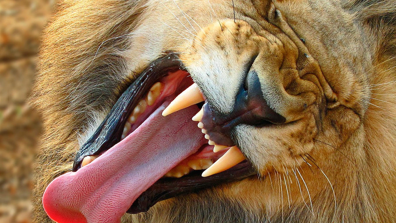 National Geographic animal wallpaper album (6) #11 - 1366x768