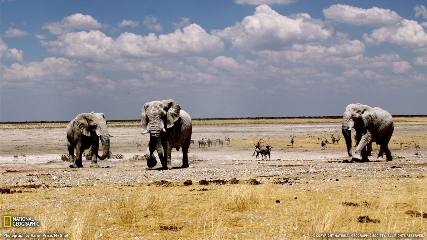 National Geographic zvířecí tapety album (6) #15 - 1366x768