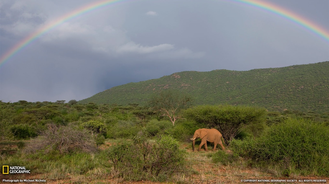 National Geographic animal wallpaper album (6) #16 - 1366x768