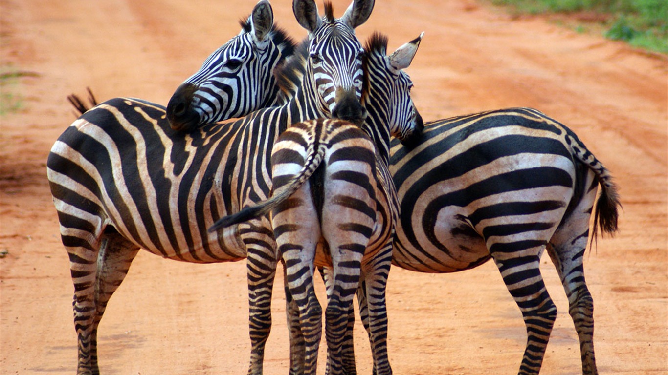 Nacional Geographic animales fondos de escritorio de disco (6) #17 - 1366x768