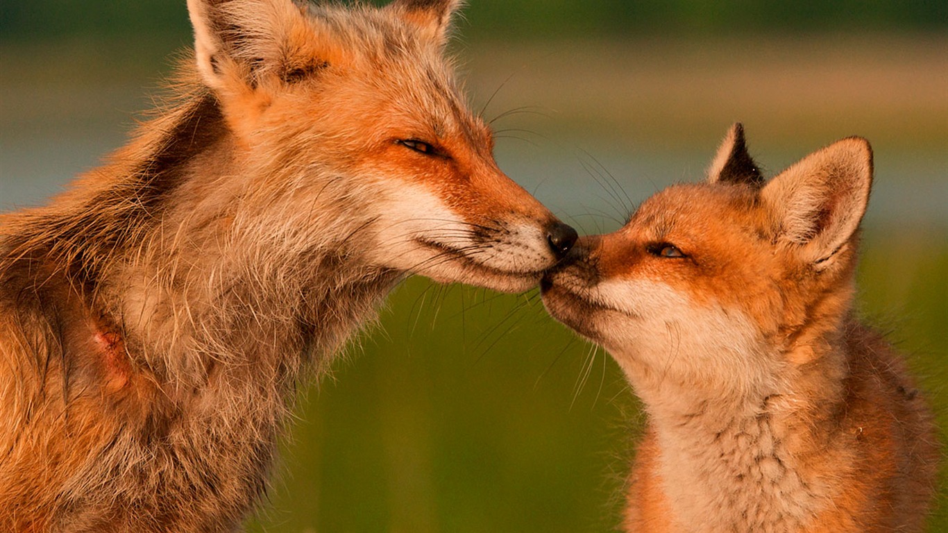 National Geographic zvířecí tapety album (6) #18 - 1366x768