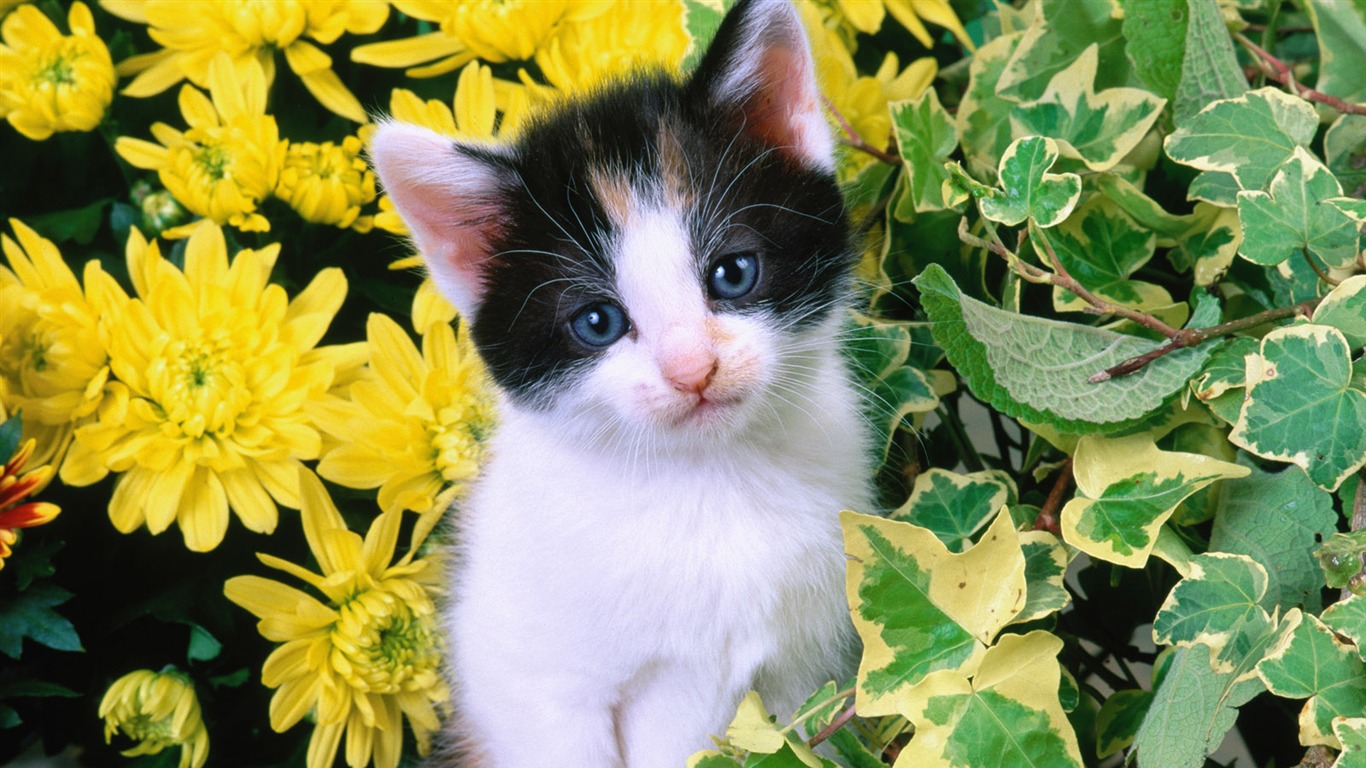 PET Kolekce Tapety na plochu (1) #8 - 1366x768