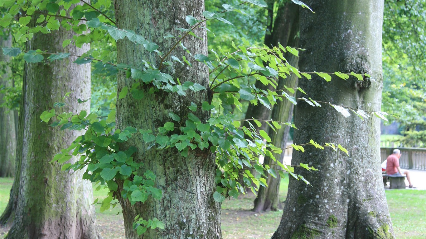 Fotografování krajiny (10) (Li Shanquan práce) #11 - 1366x768