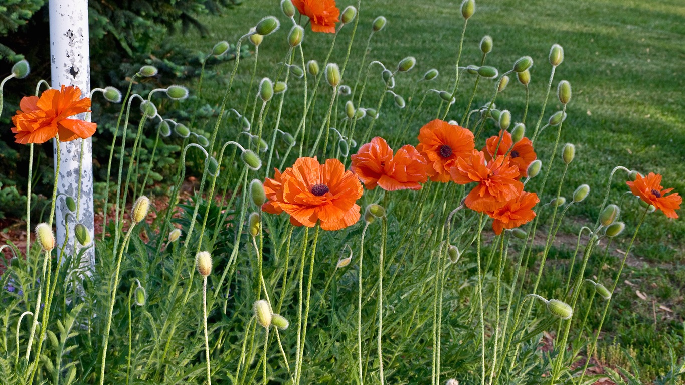 宽屏鲜花特写 壁纸(11)4 - 1366x768