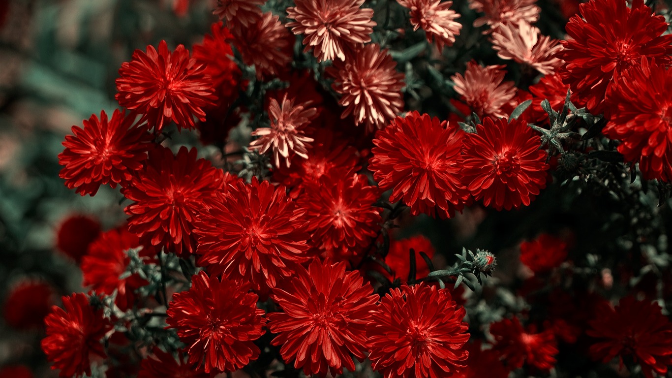 Widescreen wallpaper flowers close-up (11) #5 - 1366x768